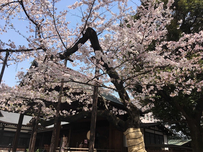靖国神社　桜の標本木